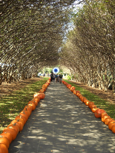 lined with pumpkins