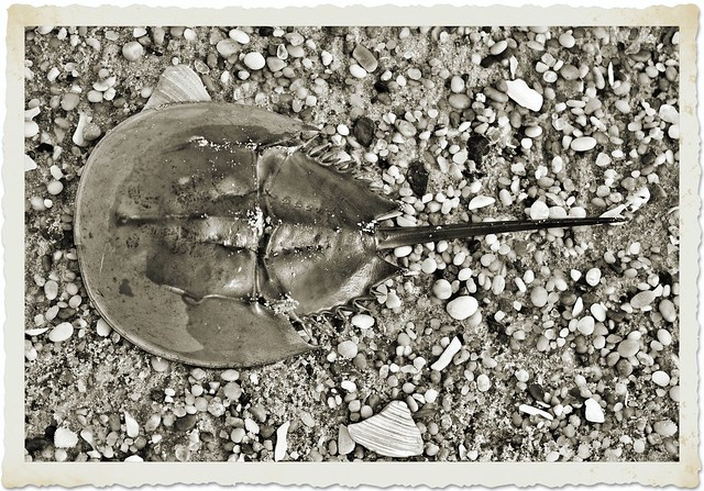 horseshoe crab black and white | Flickr - Photo Sharing!