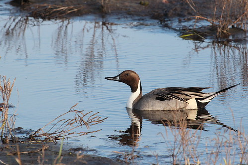 Northern pintail by ricmcarthur