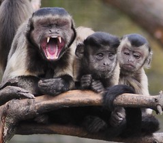 BrownCapuchan Monkeys