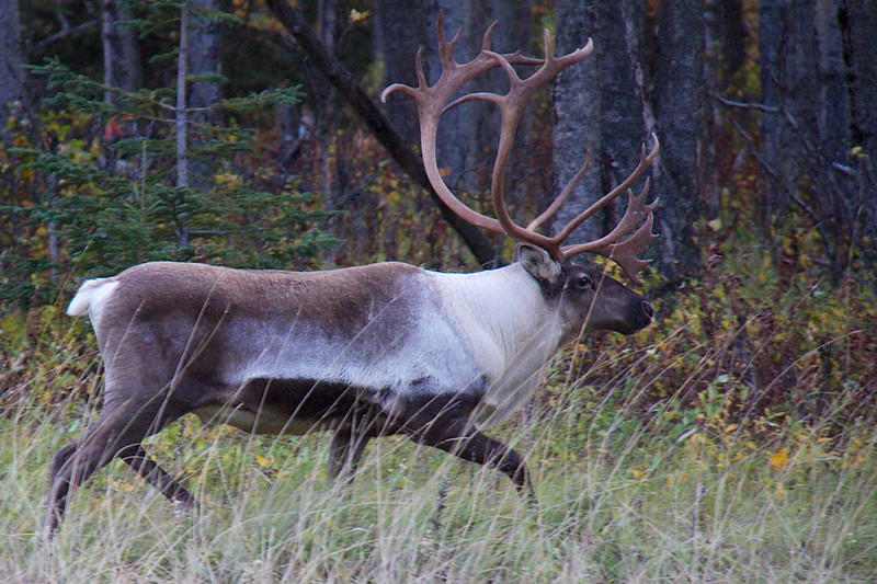 Alaskan Wildlife 17