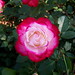 Rosa blanca y fucsia | White and fucsia rose