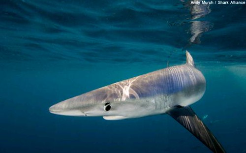 大青鯊（blue shark）（照片提供：Andy Murch / Shark Alliance）