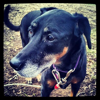 My baby girl Lola #dobermanmix #dobiemix #rescue #adoptdontshop #dogs #happydog #dogstagram