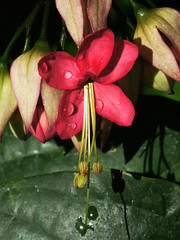 Verbenaceae　クマツヅラ科