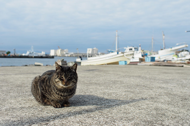 城ヶ島の猫たち
