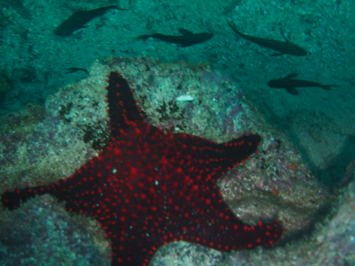 One of the many starfish found in Isla Coiba, Panama