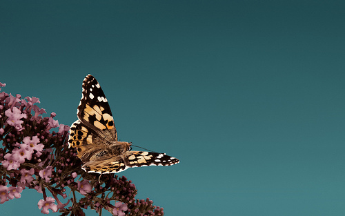 butterfly12