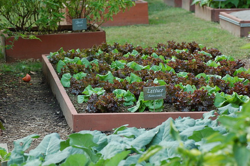 A bed of lettuce in the White House vegetable garden