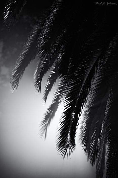 Foggy Palm 3