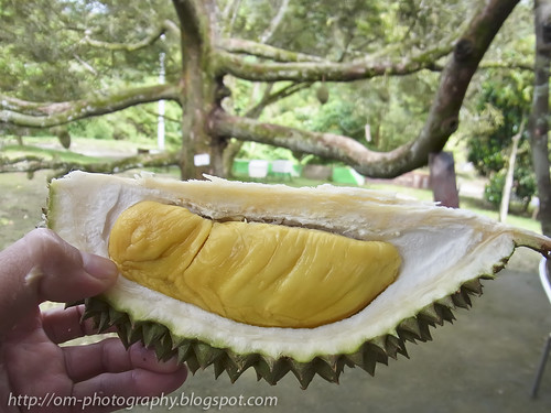 yummy durian, king of all fruits R0019808 copy