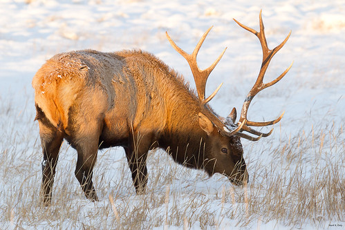 North American Elk at sunrise