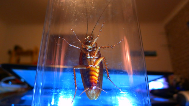 Cockroach Maylandis