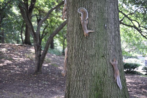 4 squirrels!