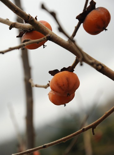 Orange fruit, Medlar - Mespilus canescens, orange fruits left on the tree, jewels of rain, light snow fall, Meadowbrook Park, Seattle, Washington, USA by Wonderlane