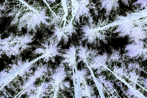 Inverted Trees #5