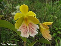 Epidendrum y generos cercanos