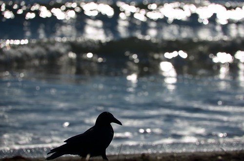 Crow and sea