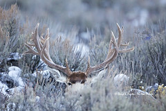 Huge Mule Deer Buck by Daryl L. Hunter - The Hole Picture