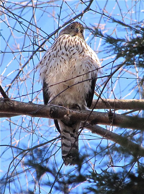 Cooper's Hawk at Lake Junaluska in Haywood County, NC 25