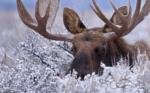 A Moose Hidden in the Snow by chasedekker