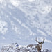 Big Buck, New Snow