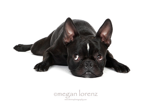 Sad Puppy by Megan Lorenz