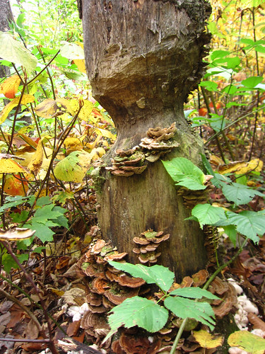 beaver-gnawed tree with turkey tail fungus