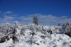 Umtanum Ridge Drive, Winter Scenes