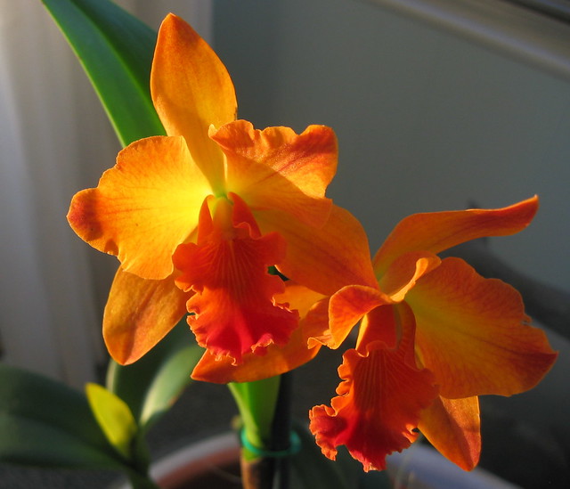 Orchid: Firecracker