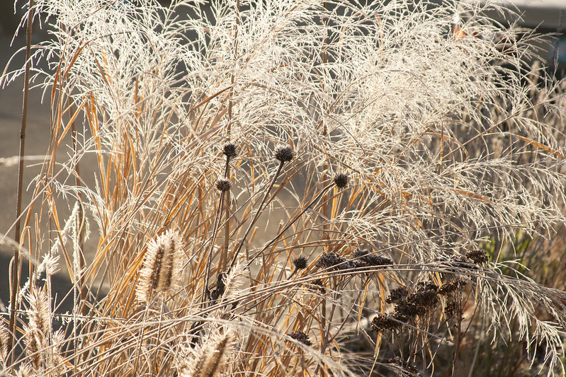 Frost Grasses
