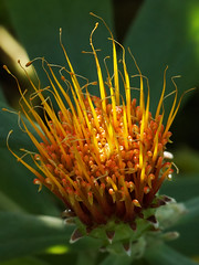 Proteaceae　ヤマモガシ科
