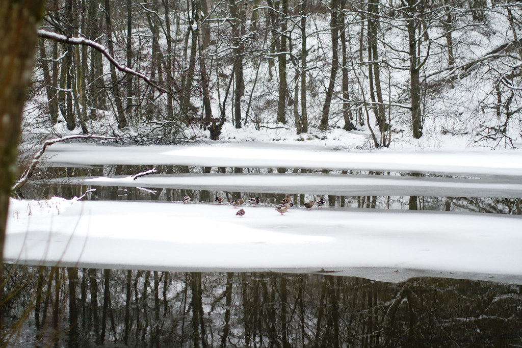 ducks on the snowy frozen lake