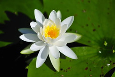 Lotus and water Lilies