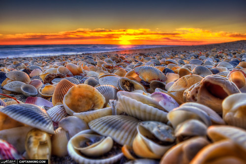 Seashells-at-Beach-During-Sunrise-Hutchinson-Island-Florida