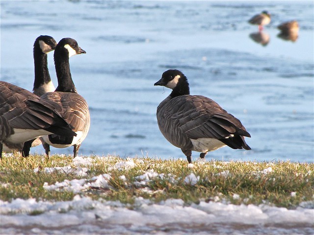 Cackling Geese at State Farm Corporate South in McLean County, IL 03