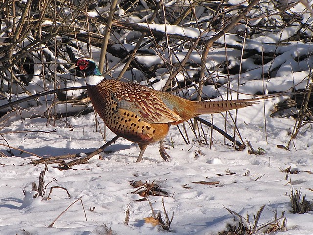 Ring-necked Pheasant at Moraine View State Park in McLean County, IL 05