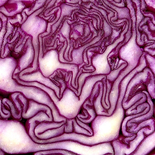 red cabbage by pho-Tony