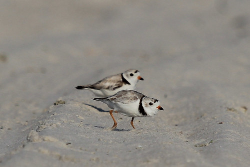 Piping Plover (with chick)