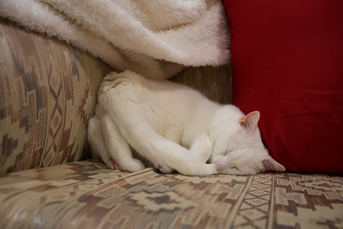 Snowflake's weird corner hogging sleeping position