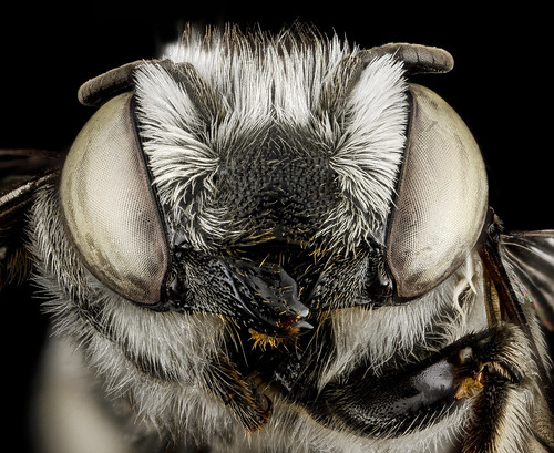 Megachile pseudobrevis, U, face, Georgia, Camden County_2013-01-24-14.59.20 ZS PMax