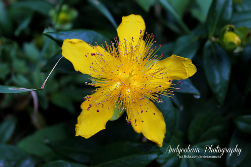 Yellow and the pink freakles by andycobain photography