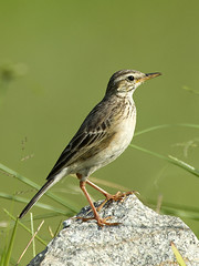 Wagtail : Pipit - 03