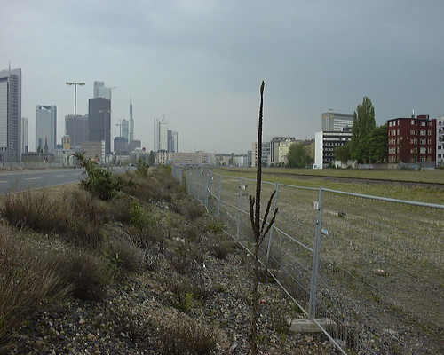 Seltsame Vegetation am Strassenrand im Europaviertel. April 2002