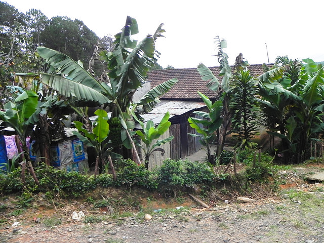 Banana plants by the roadside