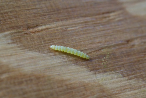 Carcina quercana early instar larva found in spinning on Bramble
