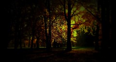 luce d'autunno