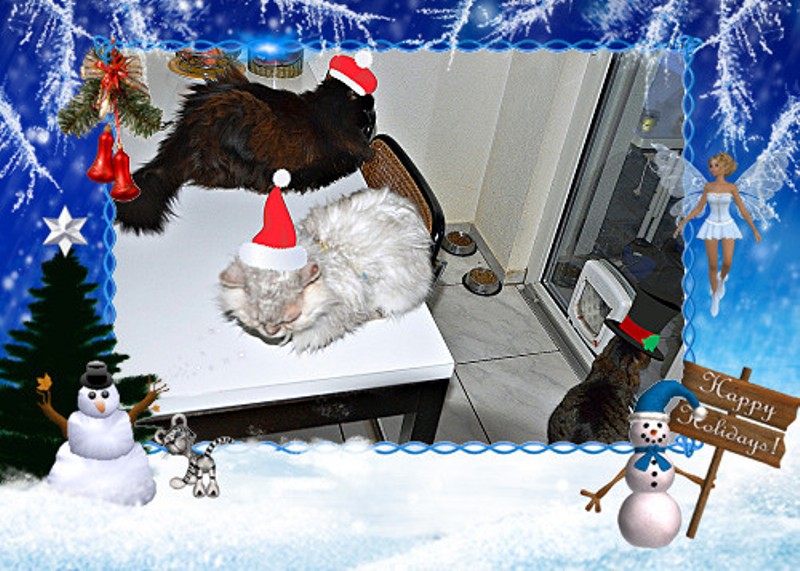 festive cats