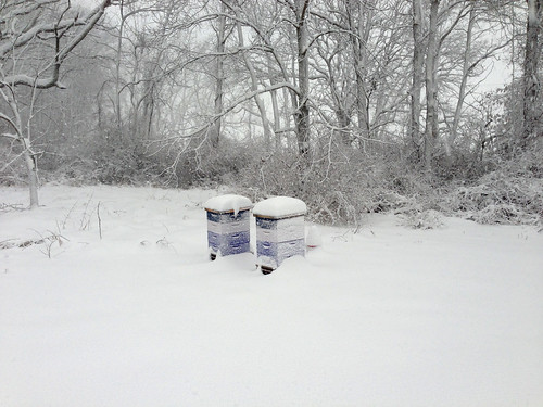 Snow-covered beehives