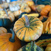 pumpkins on pumpkin patch